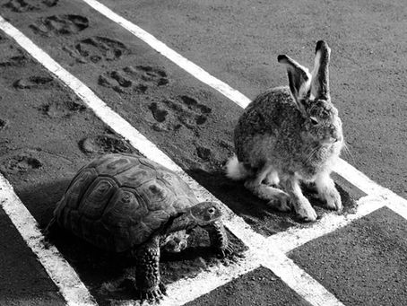 THE HARE & THE TORTOISE