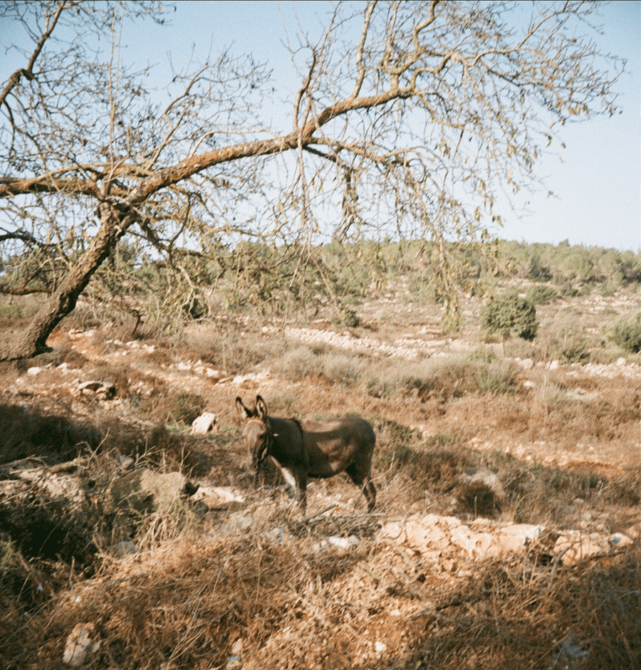 003-1704-2.gif