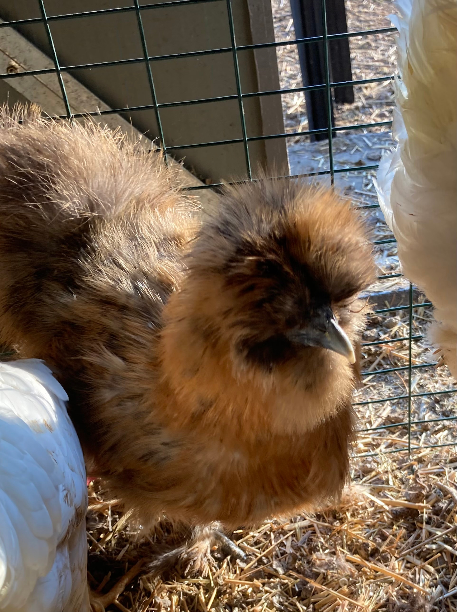 POULE SOIE