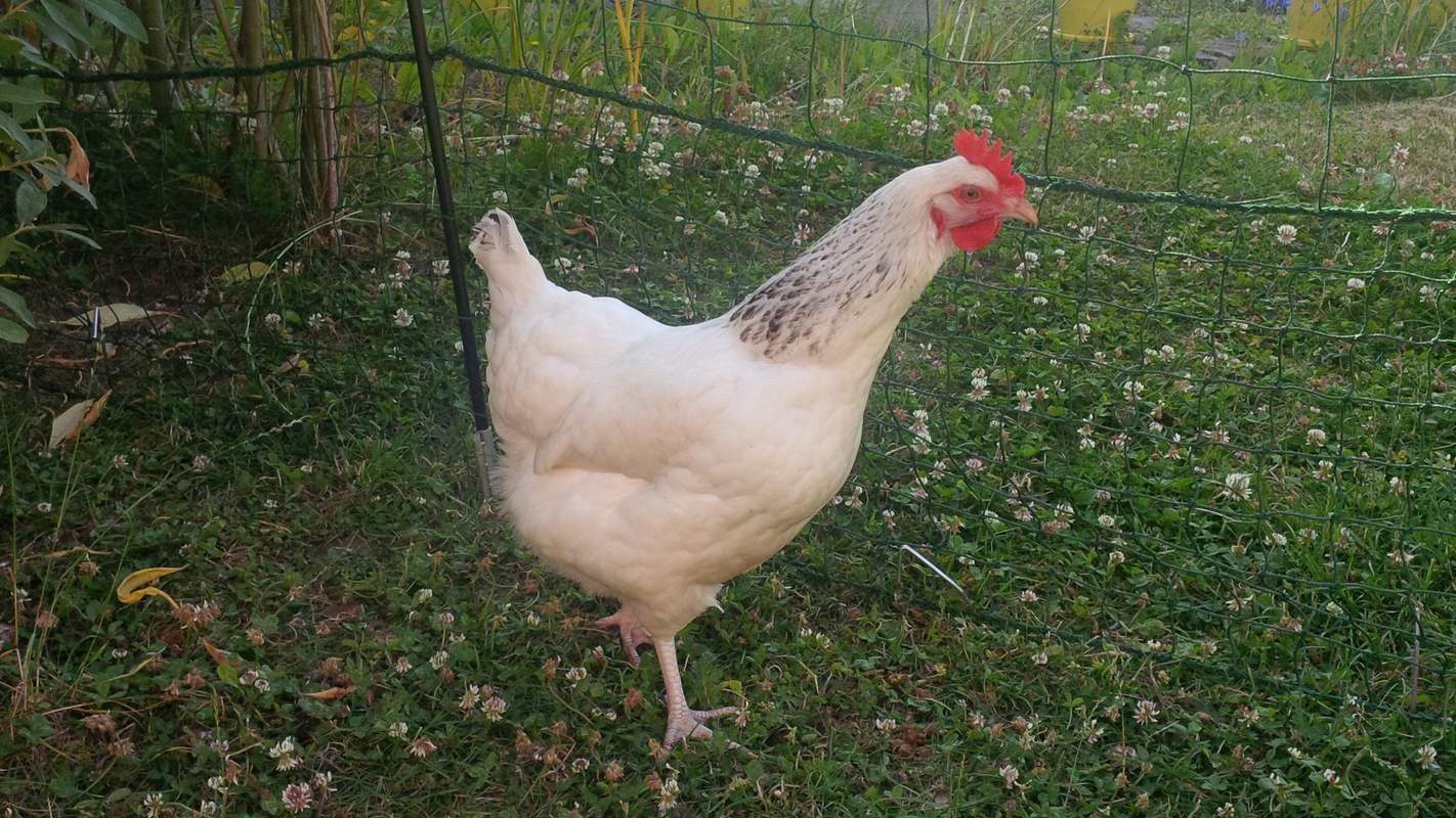 Poules blanche herminée  noire (type sussex)