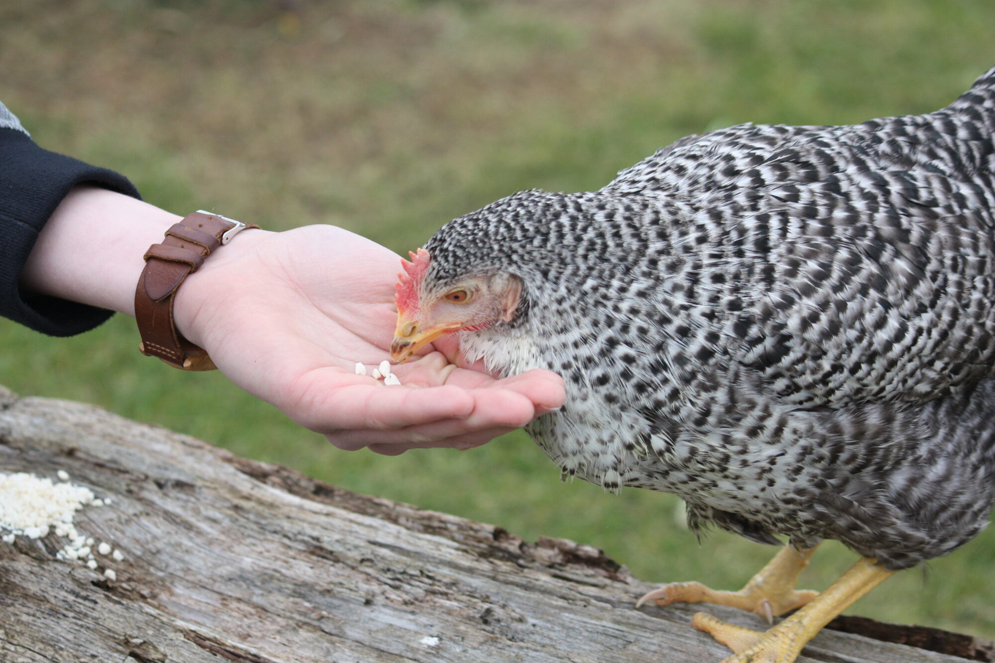 POULE PONDEUSE COULEUR COUCOU