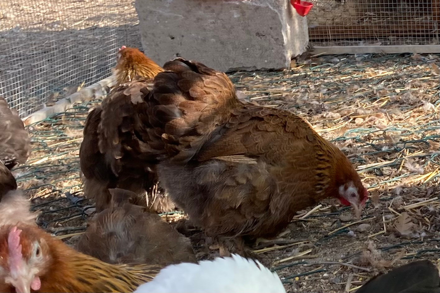 PEKIN