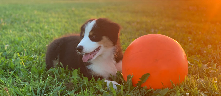 The Herding Ball