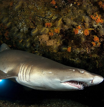 Ragged tooth shark