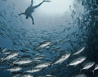 Un buceador en medio de una escuela de Jackfish.