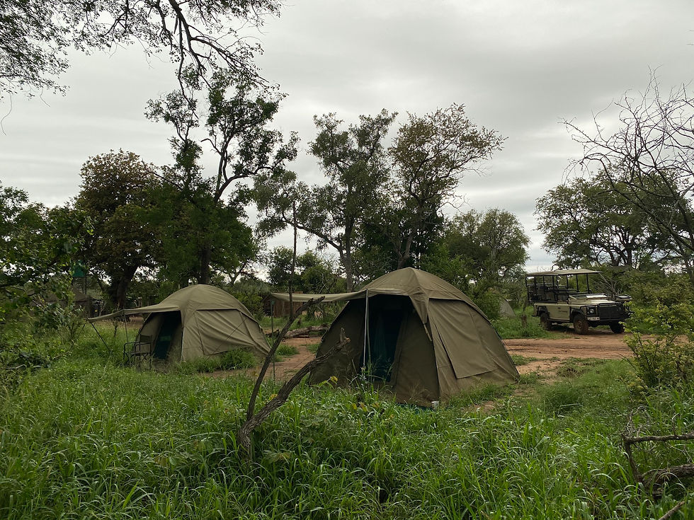 Pridelands tents