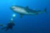 Tiger Shark in Ponta do Ouro Mozambique