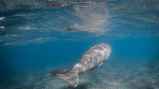 Diving in Bazaruto: Exploring Mozambique’s Underwater Paradise
