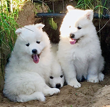 6 week Samoyed puppies playing outside in a large hole they dug, all are smiling with tongues out looking proud of themselves