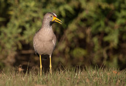 Vanneau du Sénégal