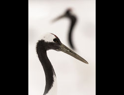Grue du Japon - Hokkaido