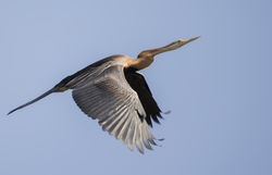 Anhinga d'Afrique