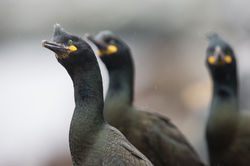 Cormoran huppé - Varanger
