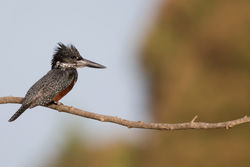 Martin pêcheur géant