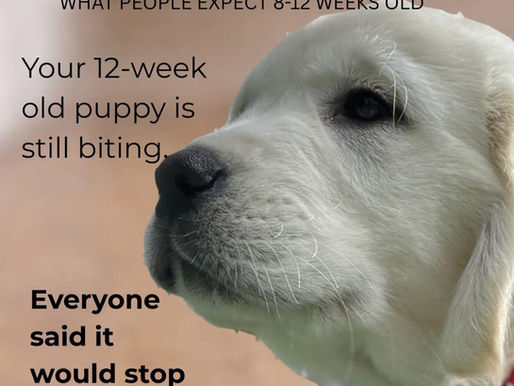 Surviving the Biting Phase: A Guide for Puppy Owners