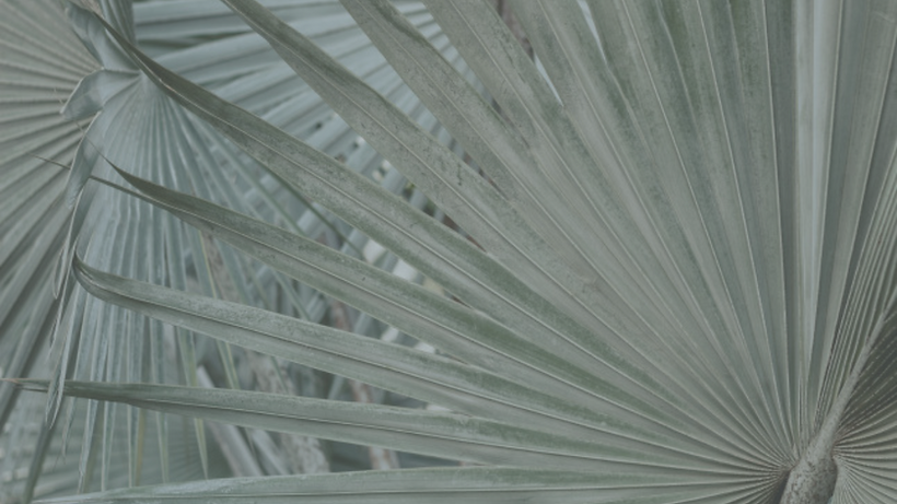 palmera hana.png