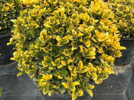 Euonymus Bakım Rehberi