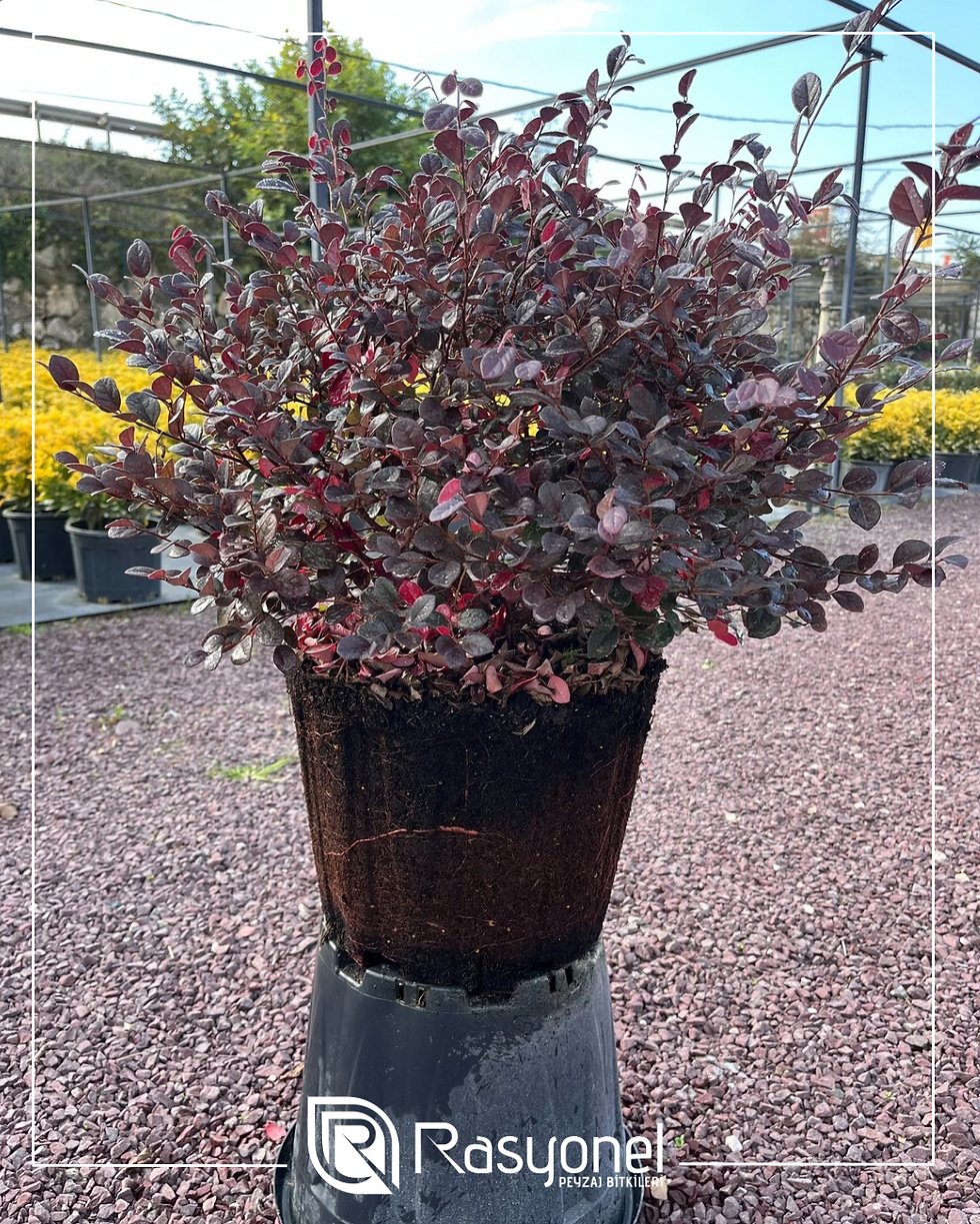 Loropetalum chinense