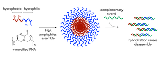 PNA JACS TOC Graphic.png