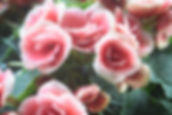 Light Pink Roses Close Up