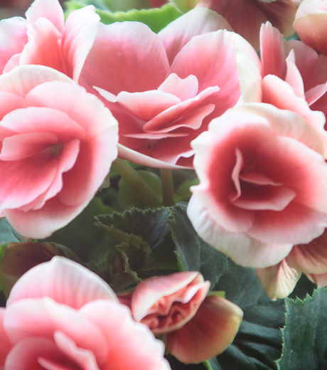 Light Pink Roses Close Up