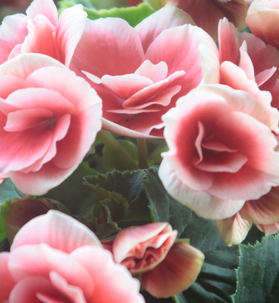 Light Pink Roses Close Up 