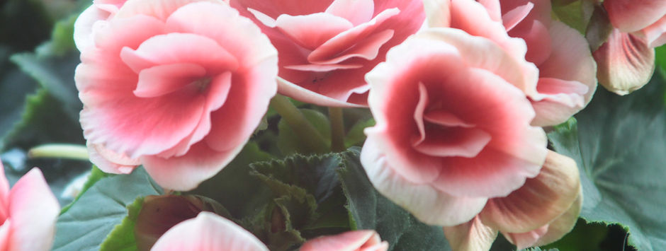 Light Pink Roses Close Up 