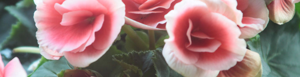 Light Pink Roses Close Up