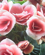 Light Pink Roses Close Up