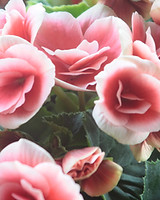 Light Pink Roses Close Up