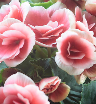 Ljusrosa Roses Close Up