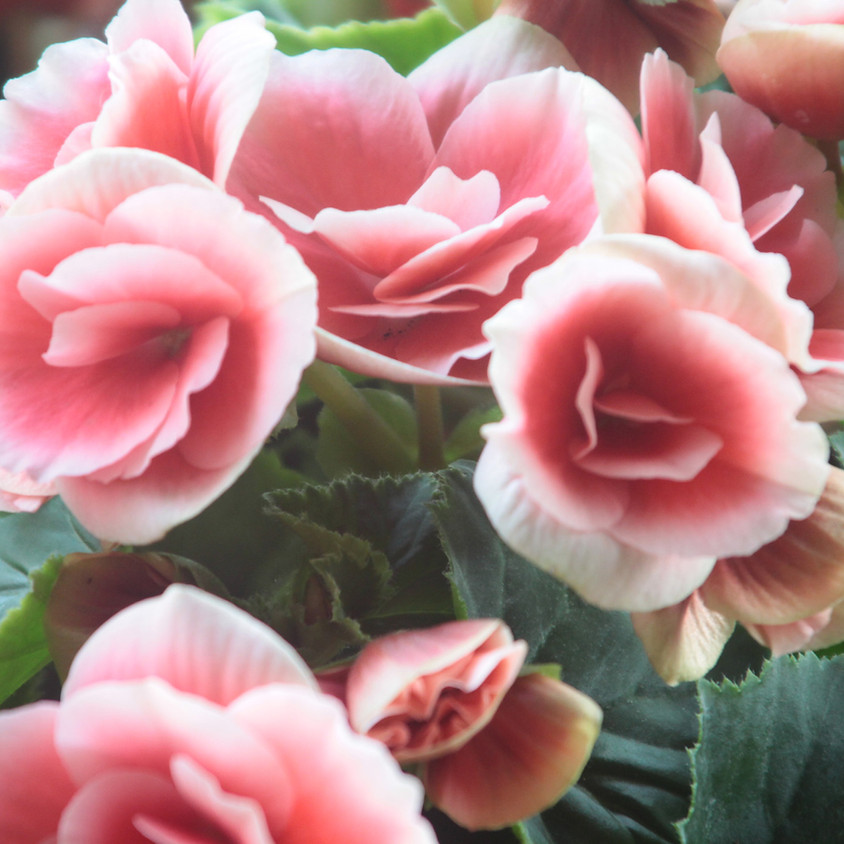 Celebration of Life for Carolyn Retallick
