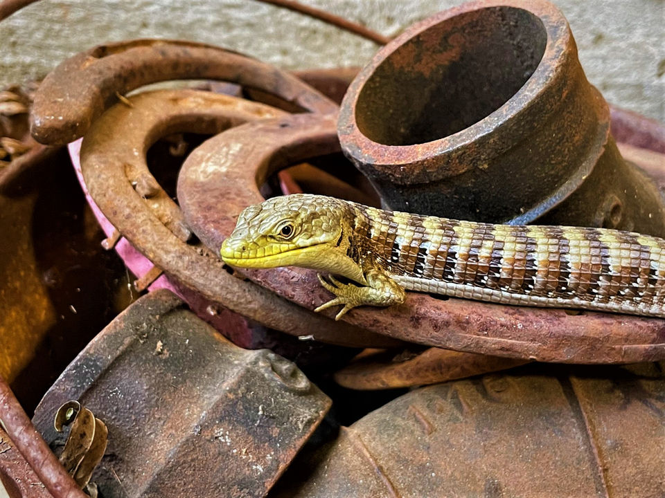 Lizard On Metal.jpg