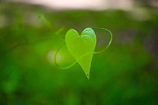 coeur vert.jpg