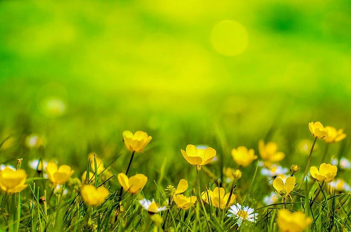 fleurs 5.jpg