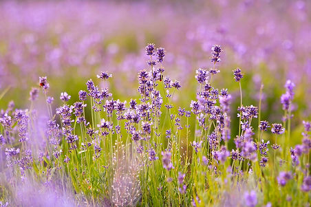 lavenders-6482952_1280.jpg