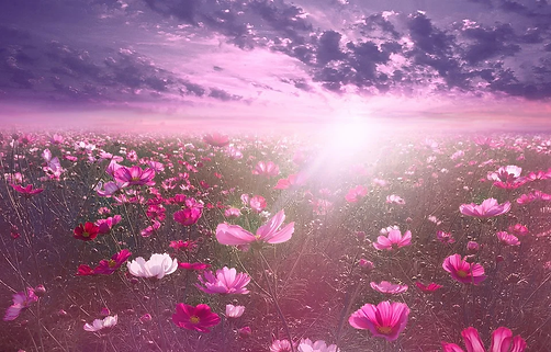 fleurs 4.webp