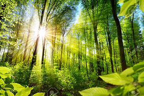 55444247-scenic-forest-of-fresh-green-deciduous-trees-framed-by-leaves-with-the-sun-castin