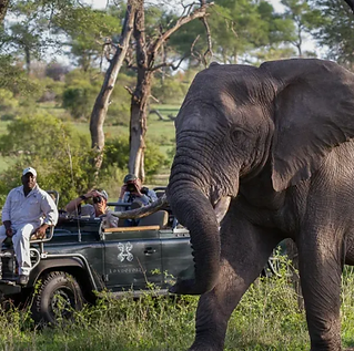 traveluxescapes safari.png