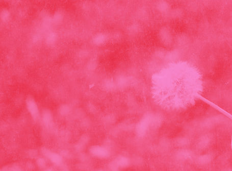 Pink dandelion seed head