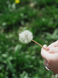 Patricia Dandelion Anne Liu.JPG