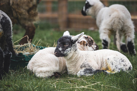 Lambs lying in grass at a city farm in London
