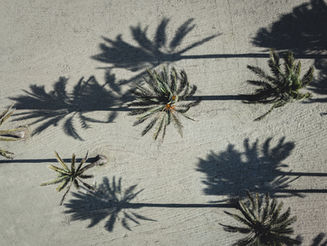 Palm tree shadows on sand in Mallorca creating graphic shapes.