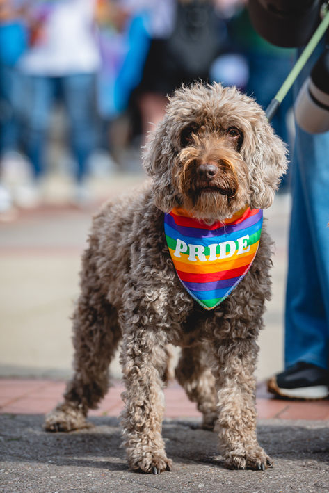 Candid public event photography showing dog wearing Pride bandana
