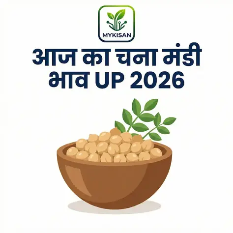 Chana Mandi Bhav Today UP 2026
