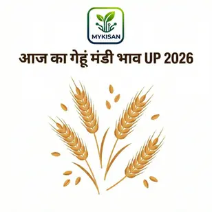 Gehun Mandi Bhav Today UP 2026