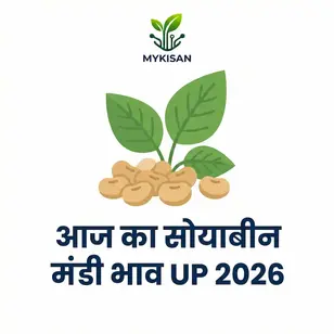 Soyabean Mandi Bhav Today UP 2026  आज का सोयाबीन मंडी भाव उत्तर प्रदेश (जिला अनुसार रेट)