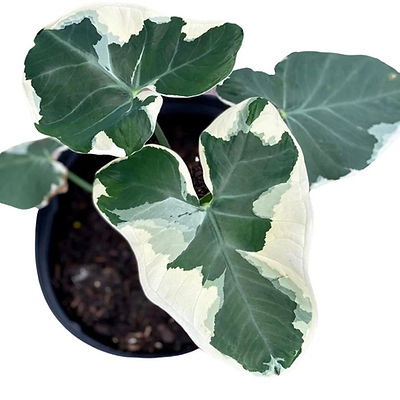 Home | Flower World Online -Shop Plants