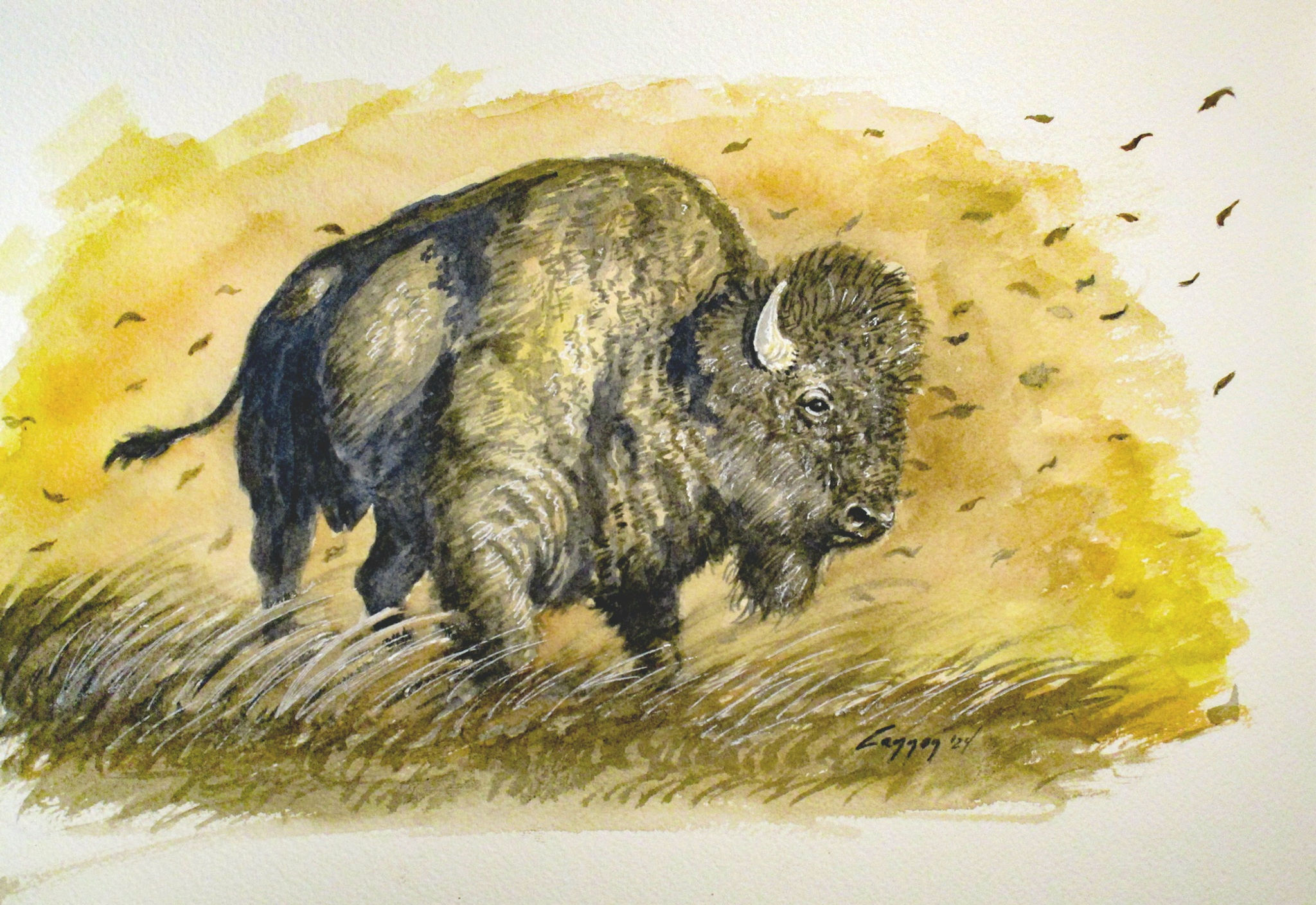 Bison in Fall