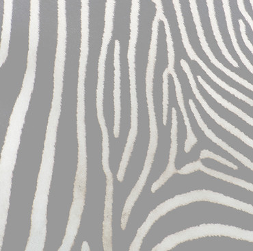 black and white zebra skin_edited.jpg
